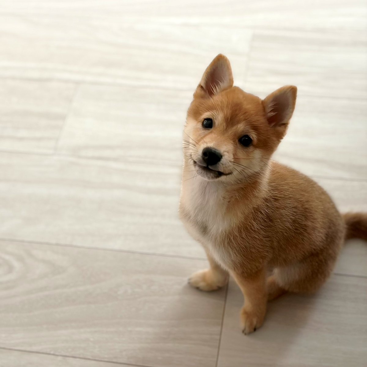 フローリングにおすわりして、首をかしげてこちらを見上げる豆柴のはなちゃん