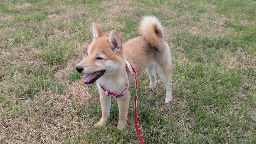 芝生の公園で、口をあけて笑っているような表情で立つ豆柴のはなちゃん。