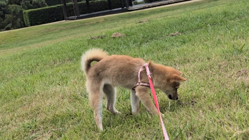 芝生の公園で、リードをつけたはなちゃんが地面に鼻を近づけて、足もとのなにかを見つめている様子。